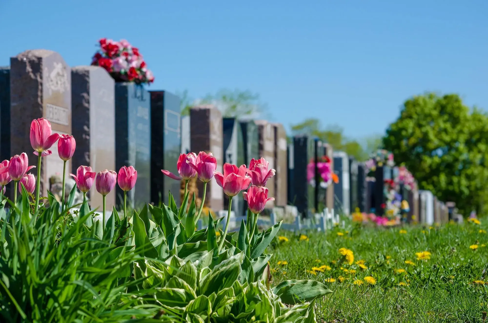 Tulipes roses en premier plan devant des pierres tombales alignées au cimetière